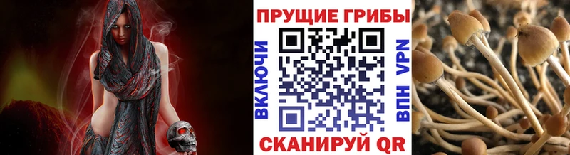 Галлюциногенные грибы Psilocybe  Зеленогорск 